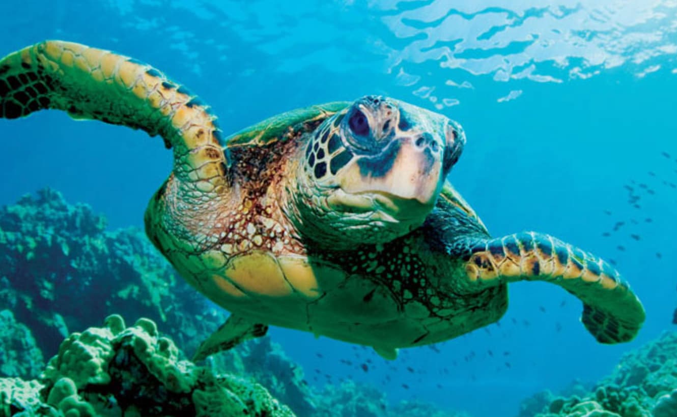 sea turtle